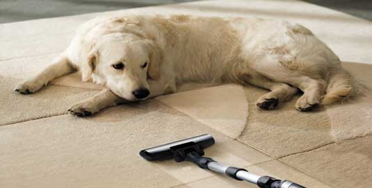 This image shows a dog on a carpet and a vacuum machine.